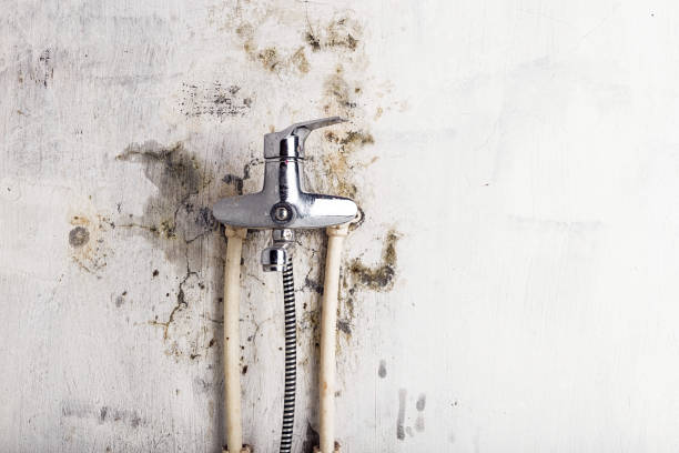 Best Home Mold Removal  in Curwensville, PA