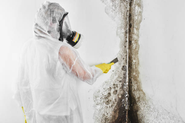 Best Mold Damage Repair  in Curwensville, PA