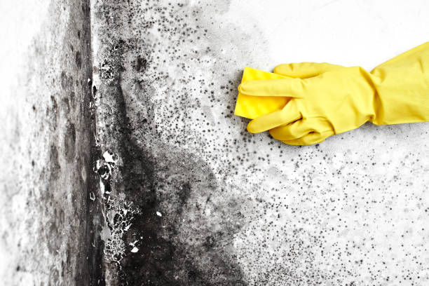 Best Certified Mold Removal  in Curwensville, PA