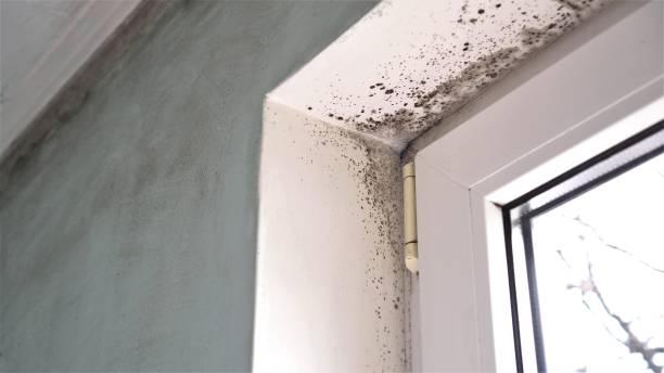 Best Office Mold Removal Services  in Curwensville, PA