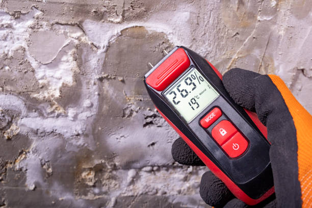 Best Affordable Mold Removal  in Curwensville, PA