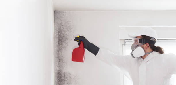 Best Residential Mold Removal  in Curwensville, PA