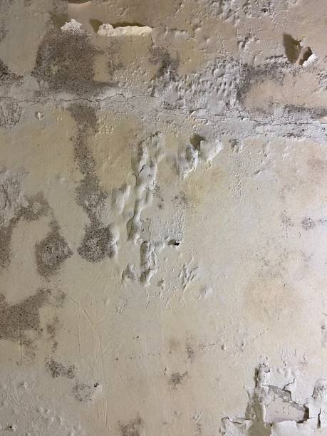 Best Best Mold Removal Companies  in Curwensville, PA