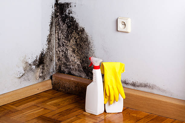 Crawl Space Mold Removal in Curwensville, PA