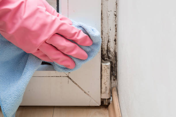 Best Black Mold Removal  in Curwensville, PA