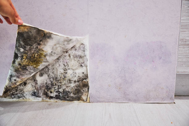 Best Office Mold Removal Services  in Curwensville, PA